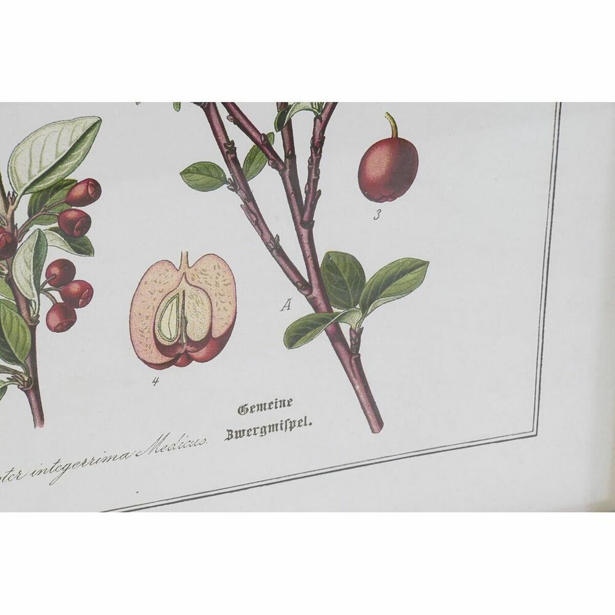 Tavla DKD Home Decor 55 x 2 x 70 cm Shabby Chic Botaniska växter (6 Delar) - 6