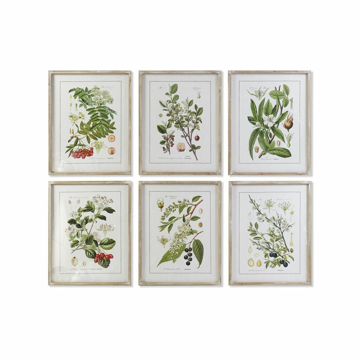 Tavla DKD Home Decor 55 x 2 x 70 cm Shabby Chic Botaniska växter (6 Delar) - 4
