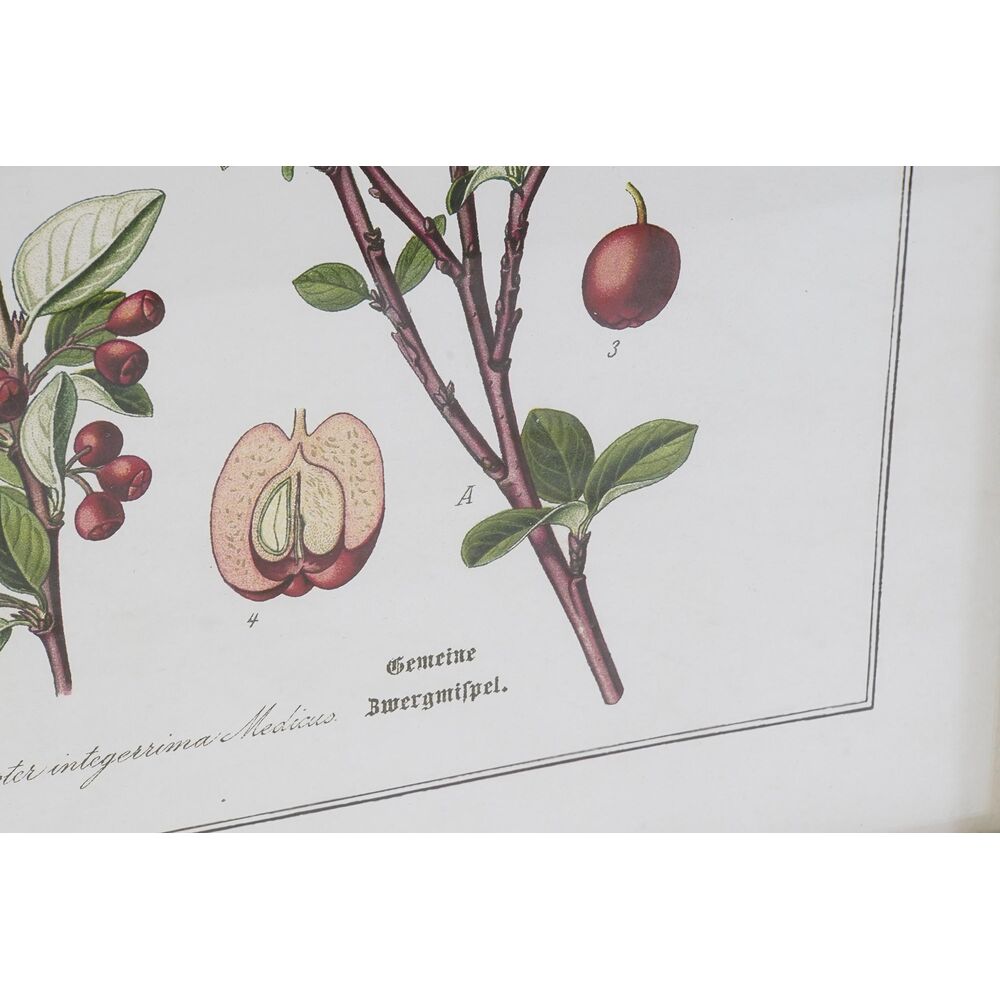 Tavla DKD Home Decor 55 x 2 x 70 cm Shabby Chic Botaniska växter (6 Delar) - 3