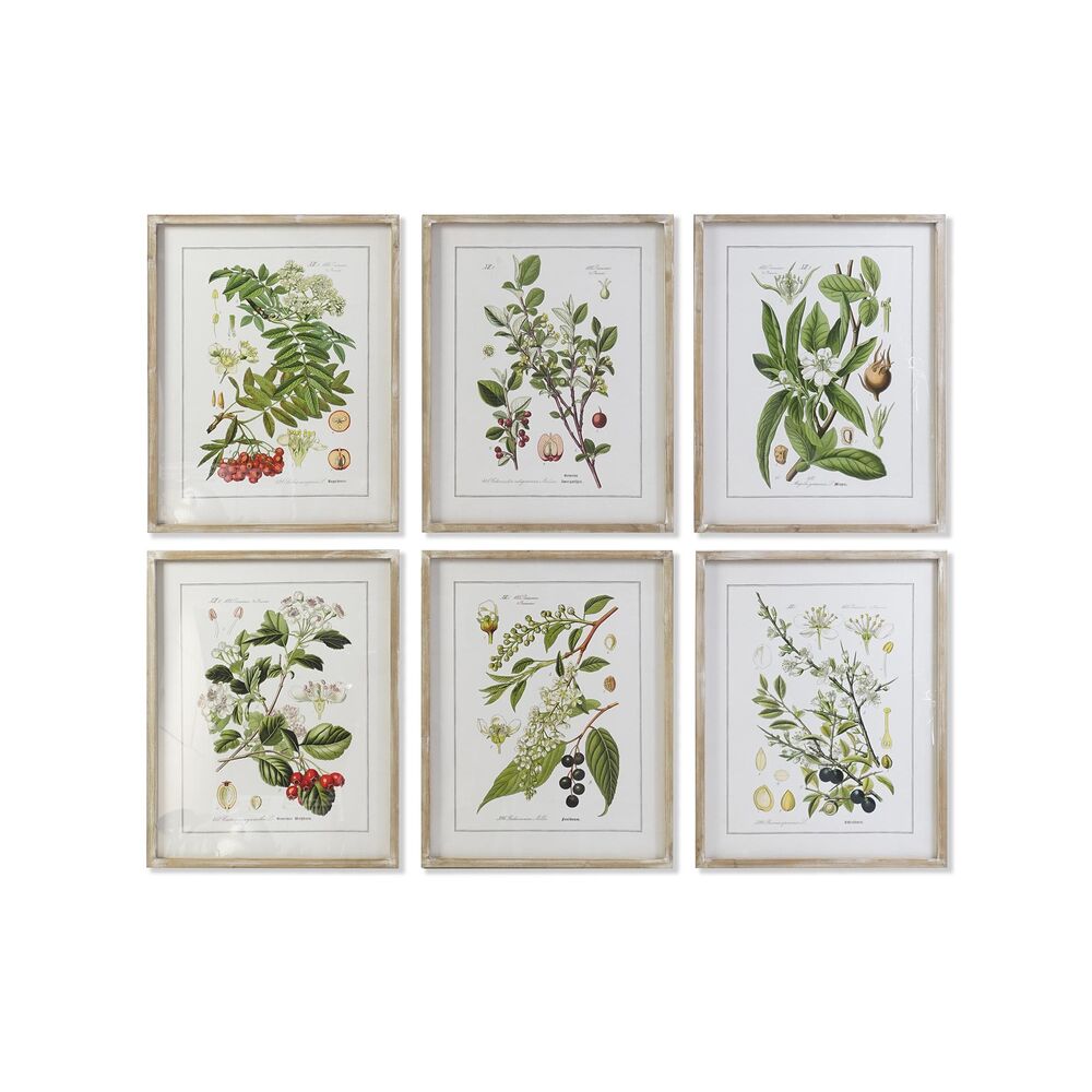 Tavla DKD Home Decor 55 x 2 x 70 cm Shabby Chic Botaniska växter (6 Delar)