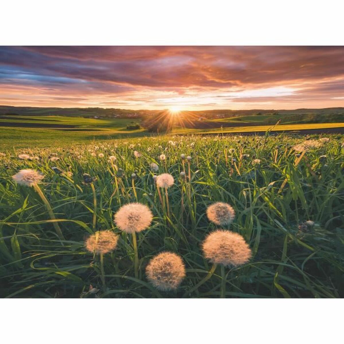 Pussel Ravensburger Dandelions - 2