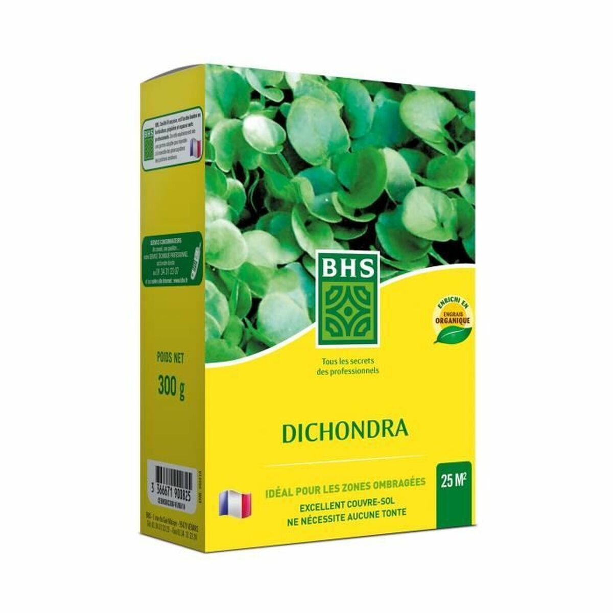 Frön BHS Dichondra