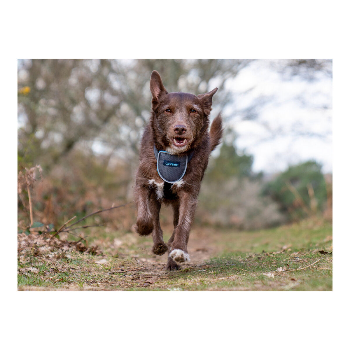 Hundsele Company of Animals CarSafe Svart Storlek S - 2