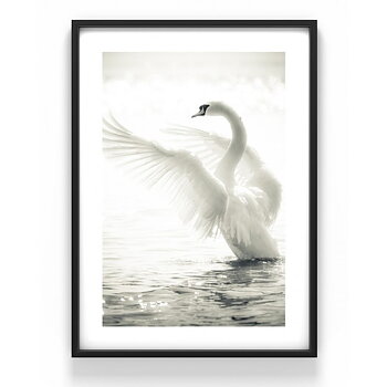 Poster 50X70 Svan