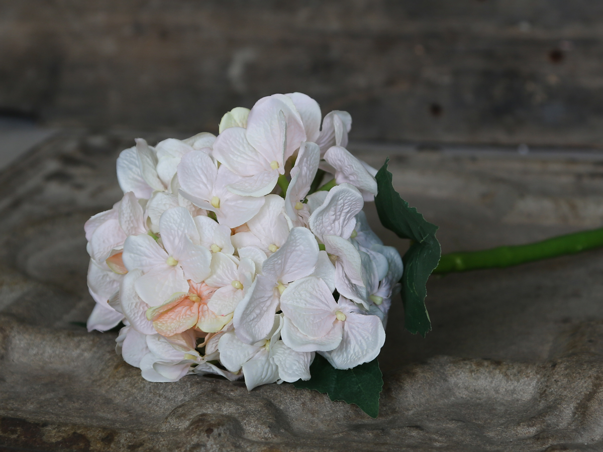Hortensia,antique rosa - 2