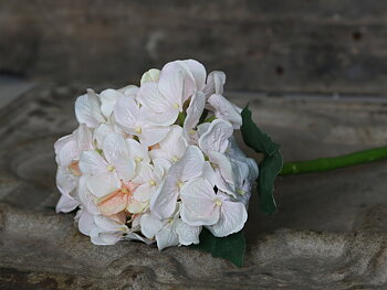 Hortensia,antique rosa