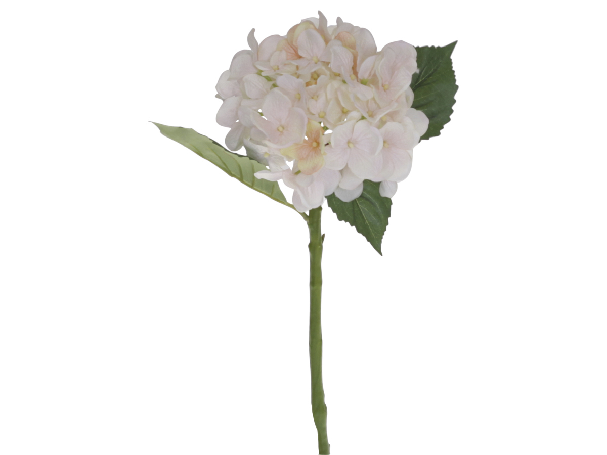 Hortensia,antique rosa