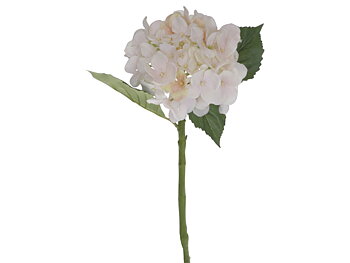 Hortensia,antique rosa