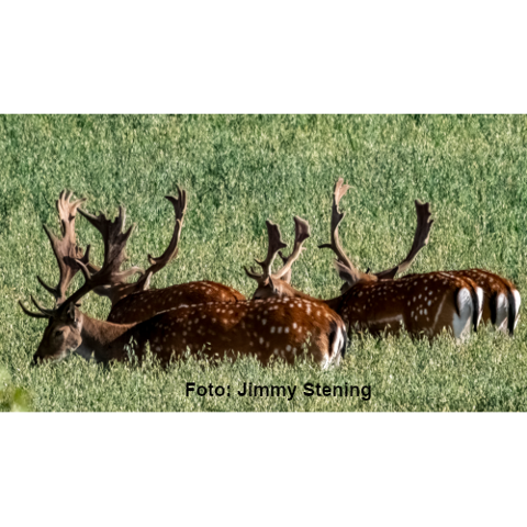Jakt - Hunting