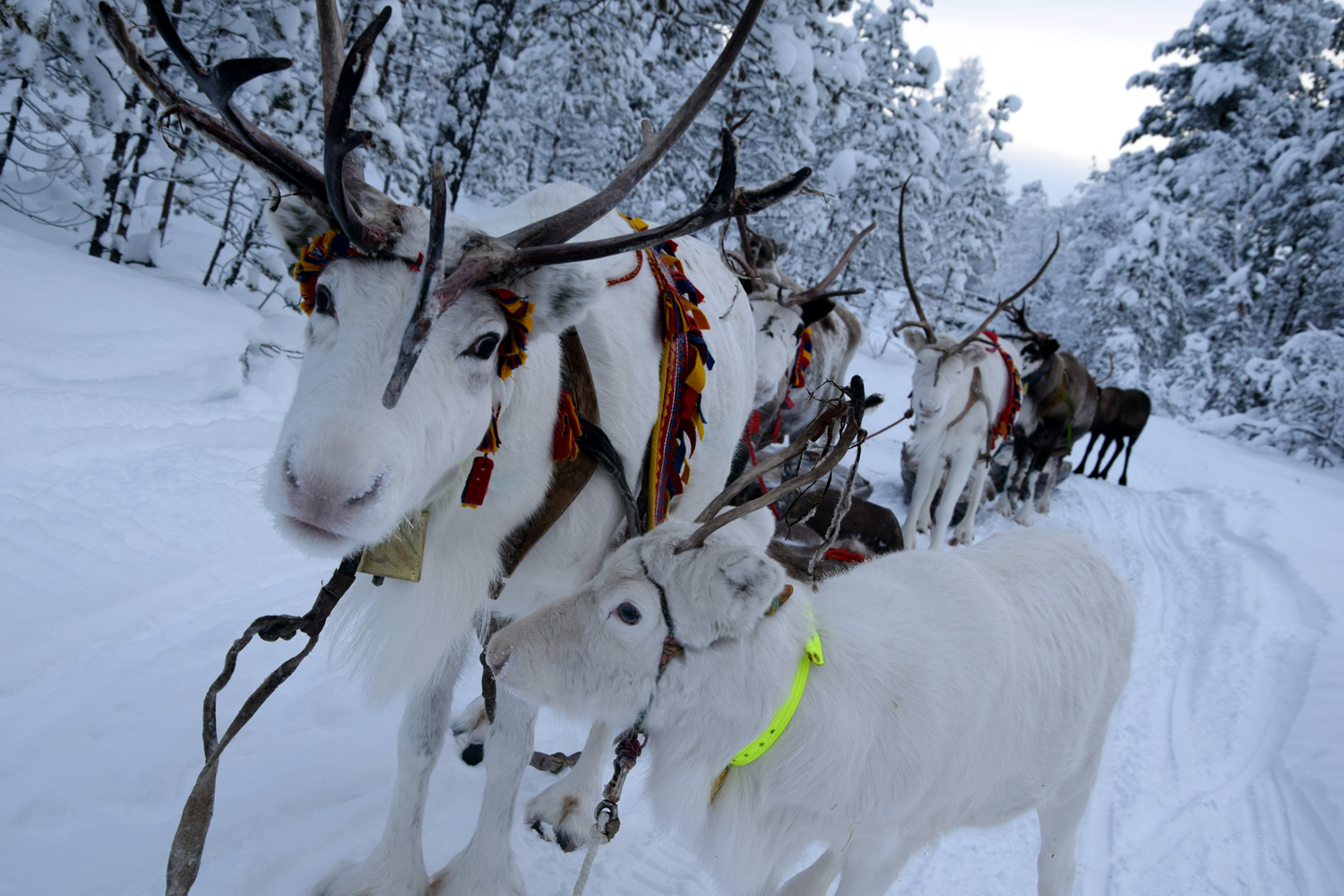 Välkommen till ELD by Jokkmokk! En bit av Jokkmokk... Natur och kultur från livet ovan polcirkeln - design och samisk konst från orten, lokalt förankrad. Sprakande eld med doft eller färg från livet här hittar du i våra  ljus - handgjorda med glöd - av vegetabiliskt vax från ekobönor,  med trävekar och eteriska doftoljor samt miljögodkända dofter. I burkar med handgjorda ting från oss på polcirkeln  - användbara även då ljuset brunnit ut.  Elden har varit, och är, fortfarande viktig för livet i norr.  Det är naturen och återbruket likaså.  Här hittar du unika ting till ditt hem -  mest hantverk och design från Jokkmokk - mixat med andra utvalda prylar och nyttosaker för hemmet.  Både skirt och robust. Men mest personligt.  Kika in!