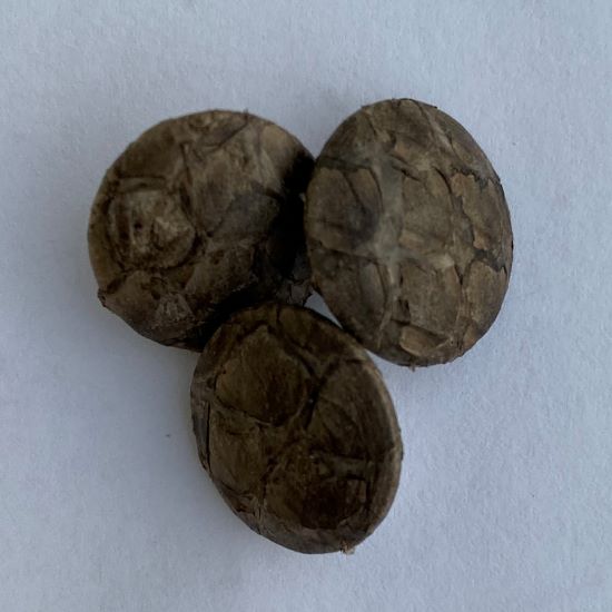 Handgjorda knappar av fiskskinn storlek 15 mm - 5