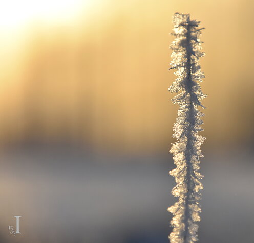 FROSTSTRÅ