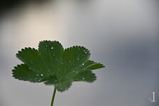 DAGGKÅPA