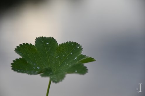 DAGGKÅPA