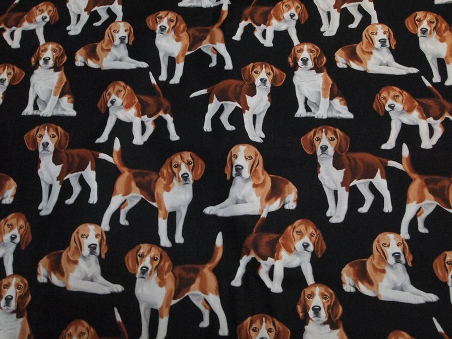 Poplin Beagle