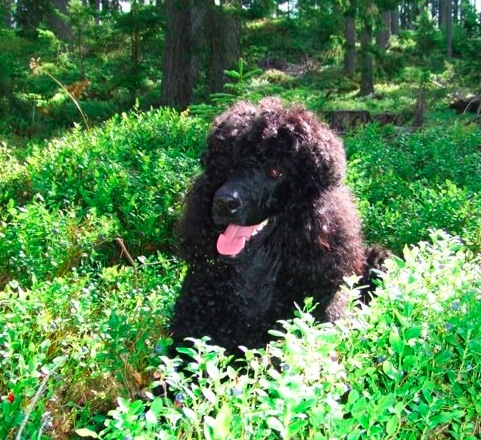 Hårmineralanalys Hund