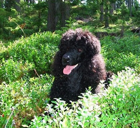 Hårmineralanalys Hund