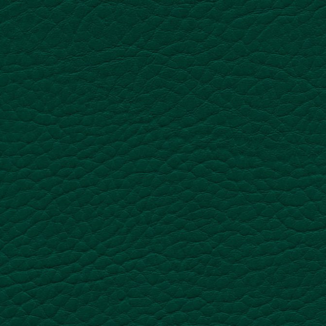 Parotega NF rain forest