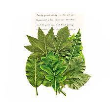 Prima  Leaf Embellishments 12 -Rainer Leaves, Green