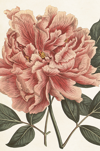 Postcard, Peony pink