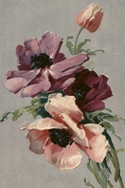 Postcard, Poppy