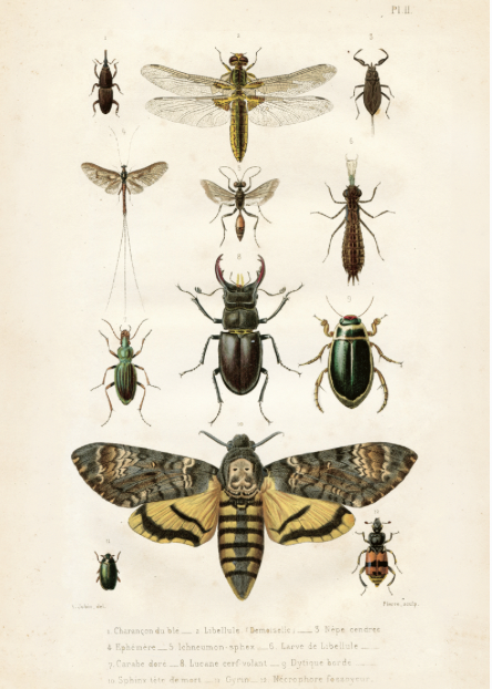 POSTER "INSEKTER" SKÖNA TING 50X70 CM