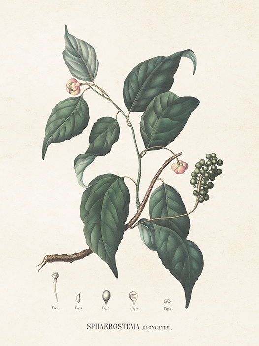 Poster "Magnolia", 18x24 cm