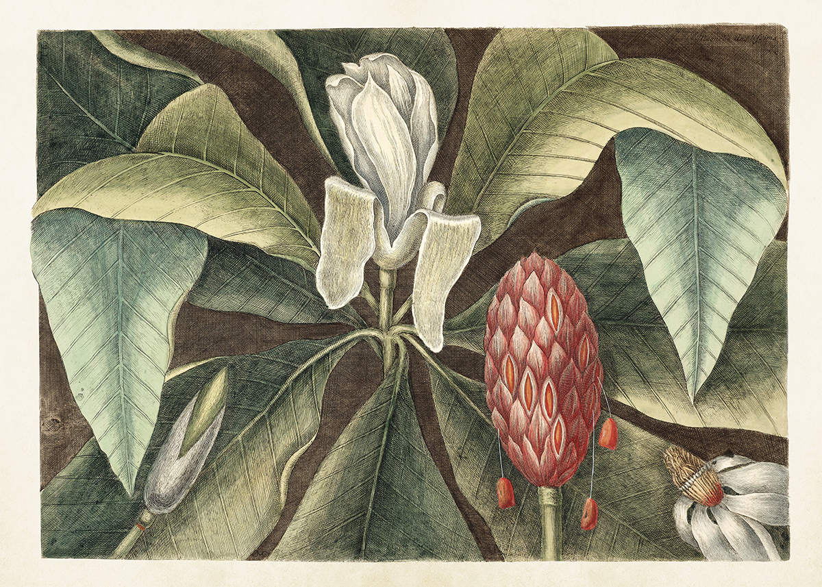 POSTER "MAGNOLIA" SKÖNA TING 50X70 CM