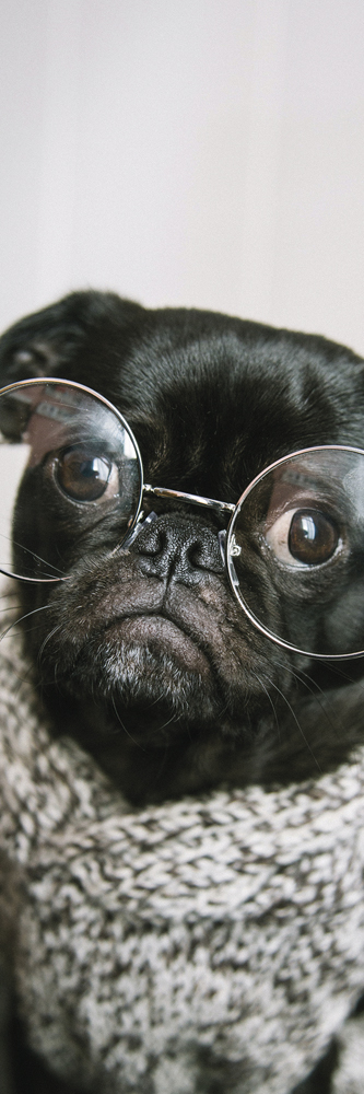 card, cute dog