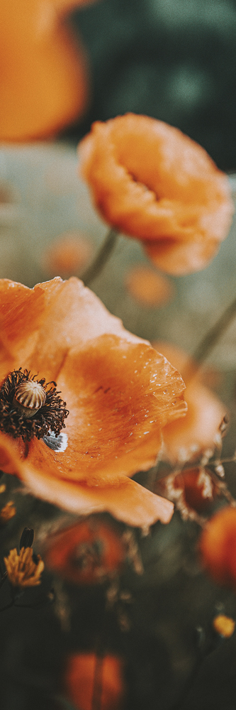 card, poppy