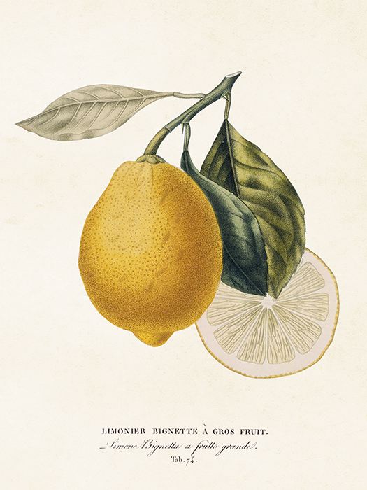 Miniposter Citron 18x24 cm Sköna Ting