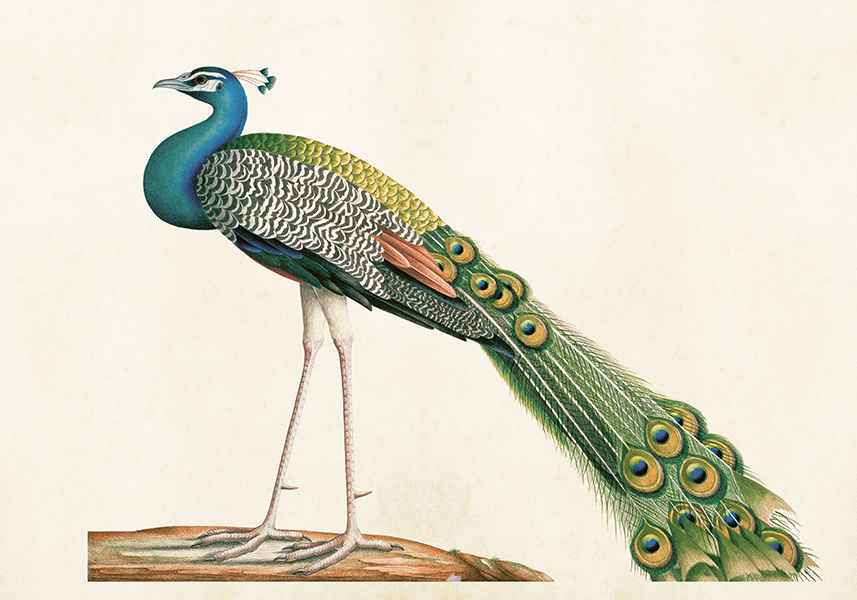 Poster "PÅFÅGEL", 50X35 cm
