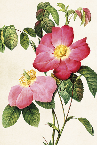 postcard "roses"
