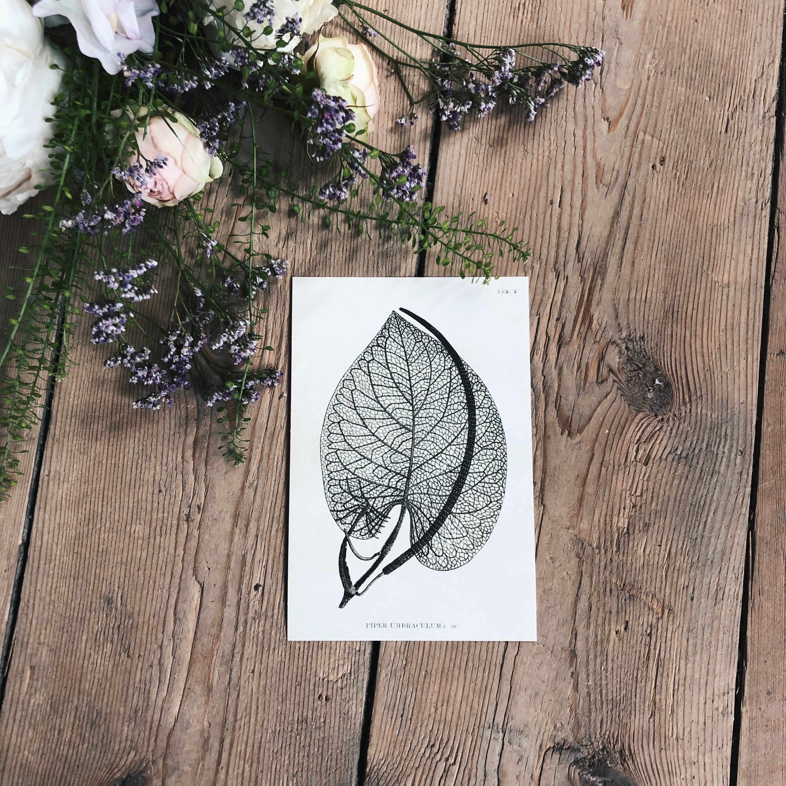 Postcard  LEAF