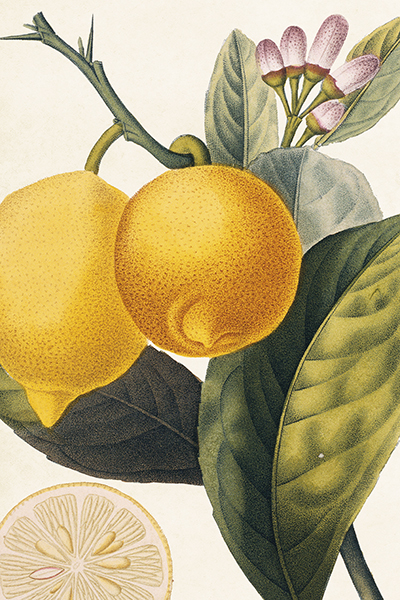 POSTCARD "LEMON"