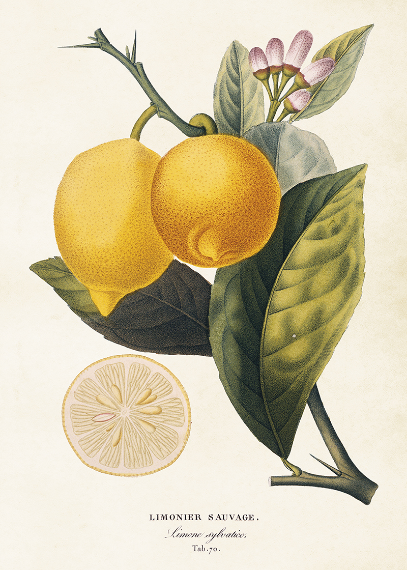 POSTER "CITRON" SKÖNA TING 50X70 CM