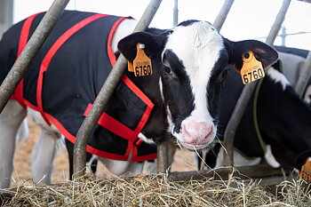 Lely Calm Body Warmer 60 cm