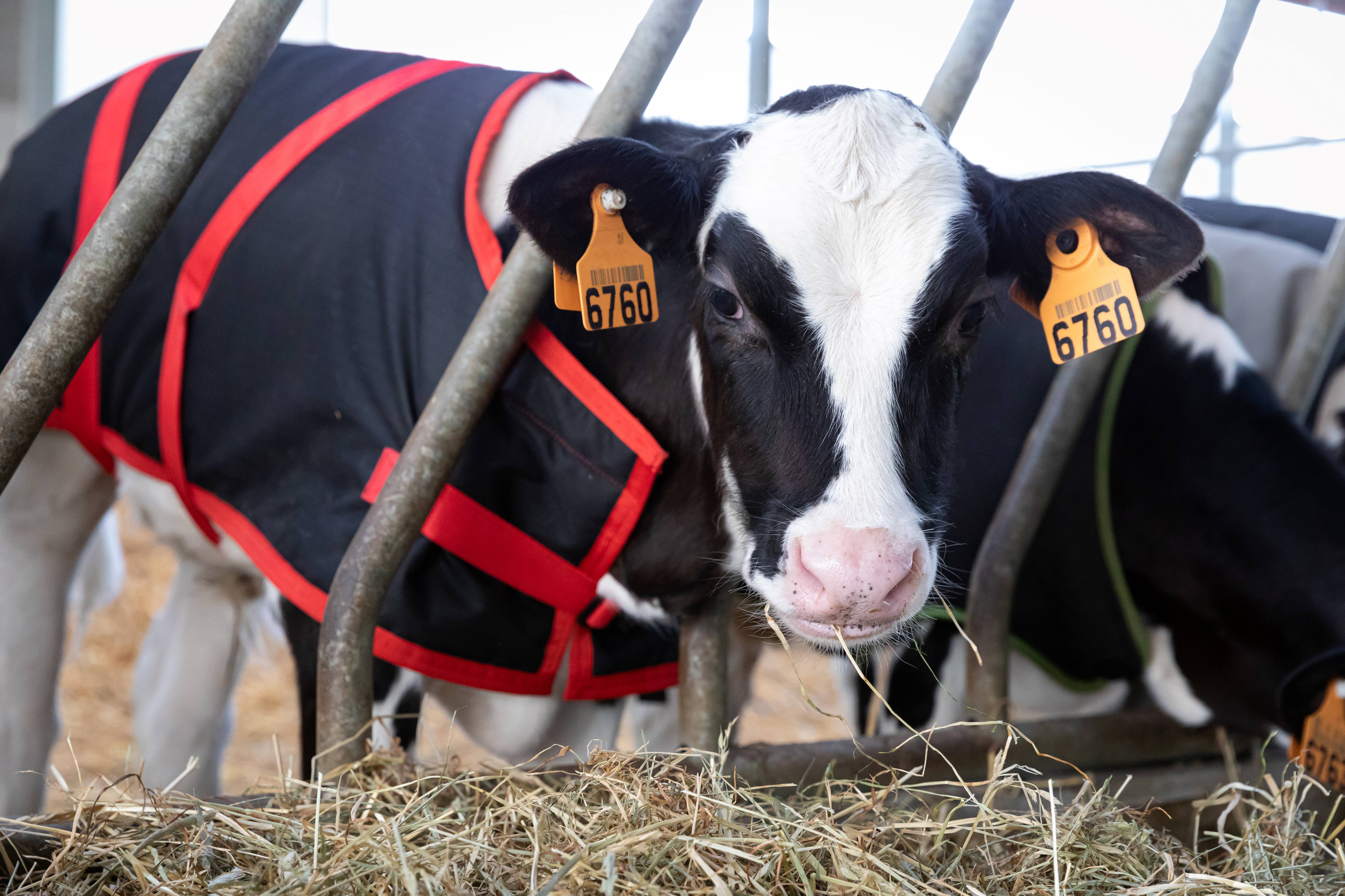 Lely Calm Body Warmer 70 cm