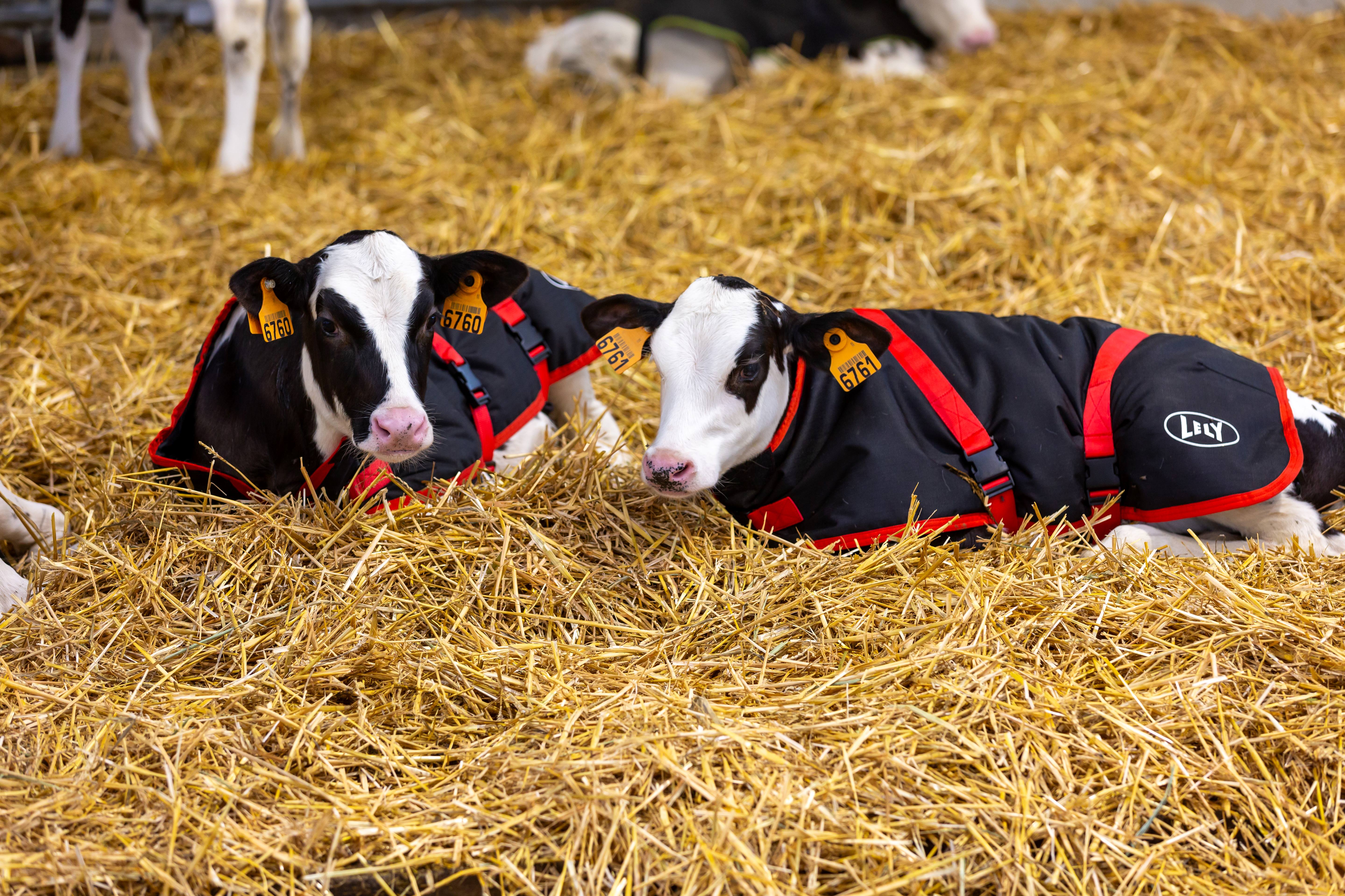 Lely Calm Body Warmer 70 cm - 2