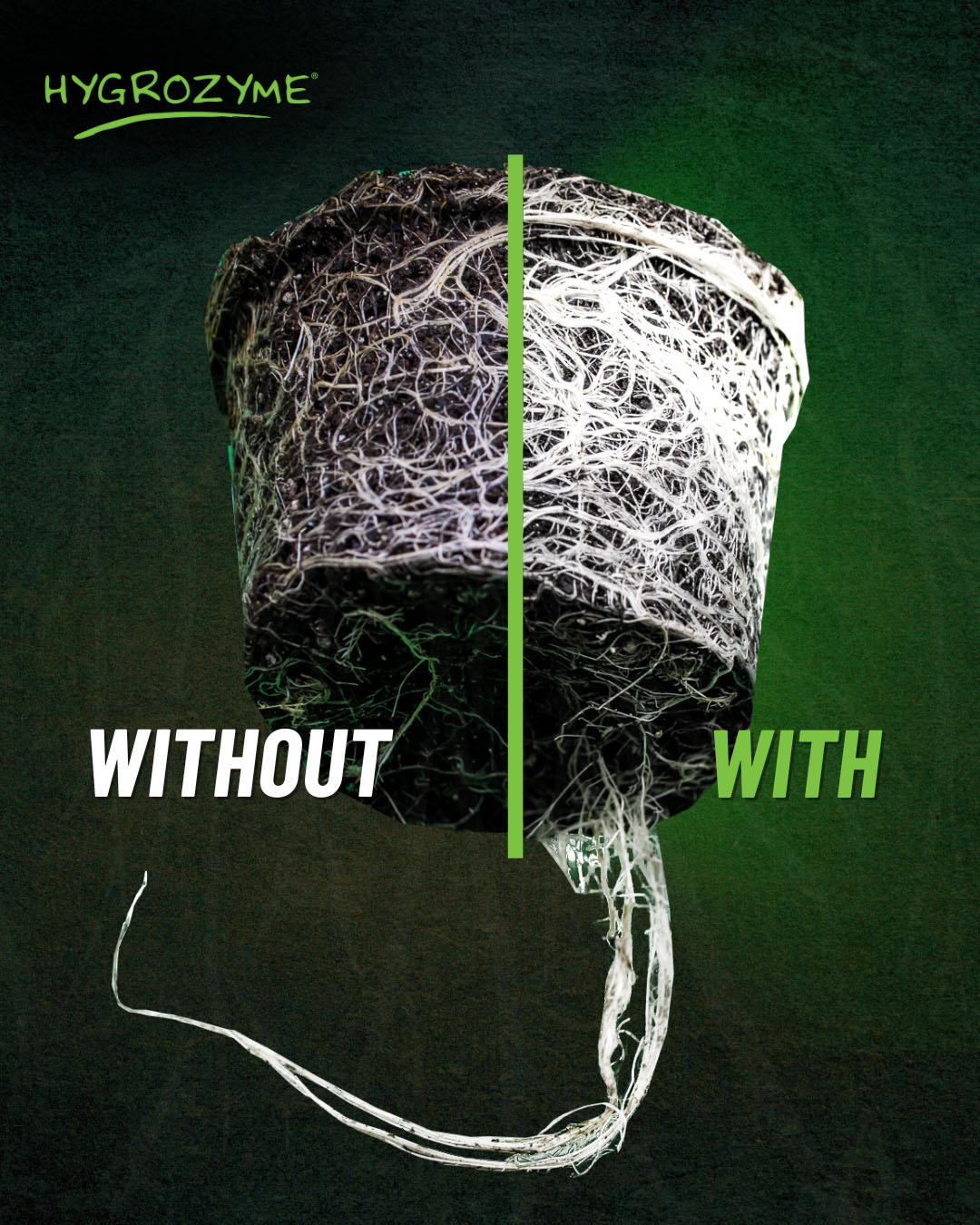 Hygrozyme 1L - 2