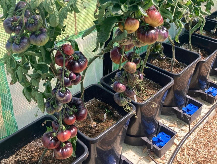 Autopot 4Pot XL System - 2