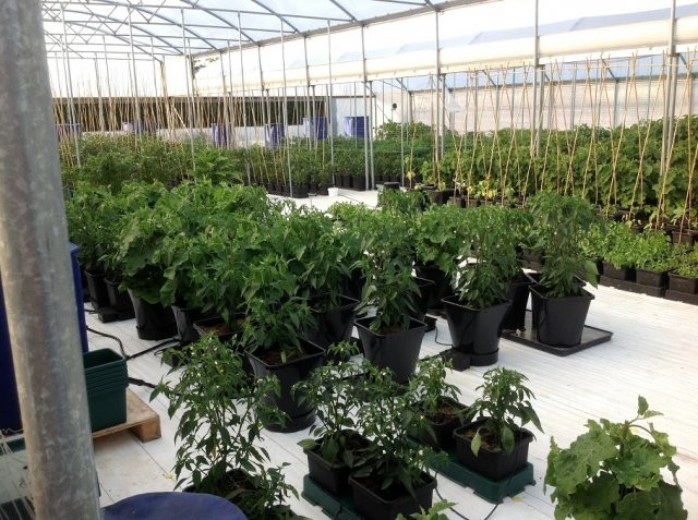 Autopot 6Pot XL System - 4