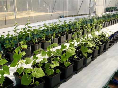 AutoPot 6Pot System - 5