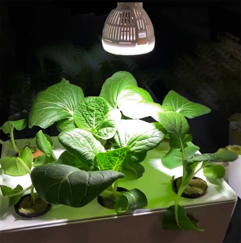 Belysning från Sansi 36 Watt på en hydroponisk odling