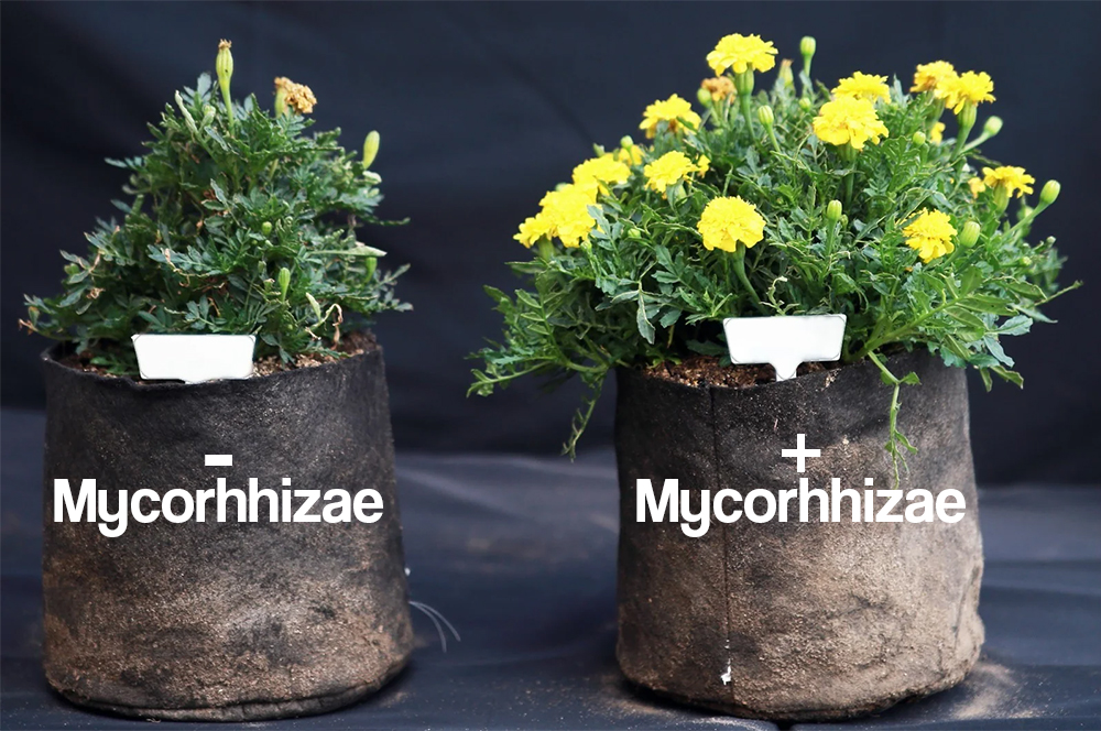 Tagetes odlad med och utan mykorrhiza – skillnad i blomning och färg