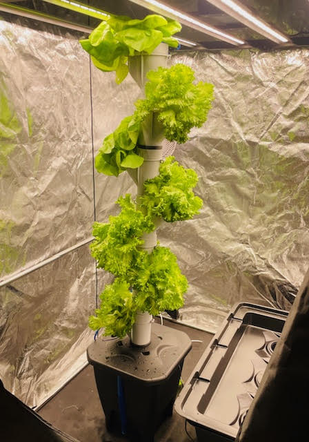 Growpipeskruka