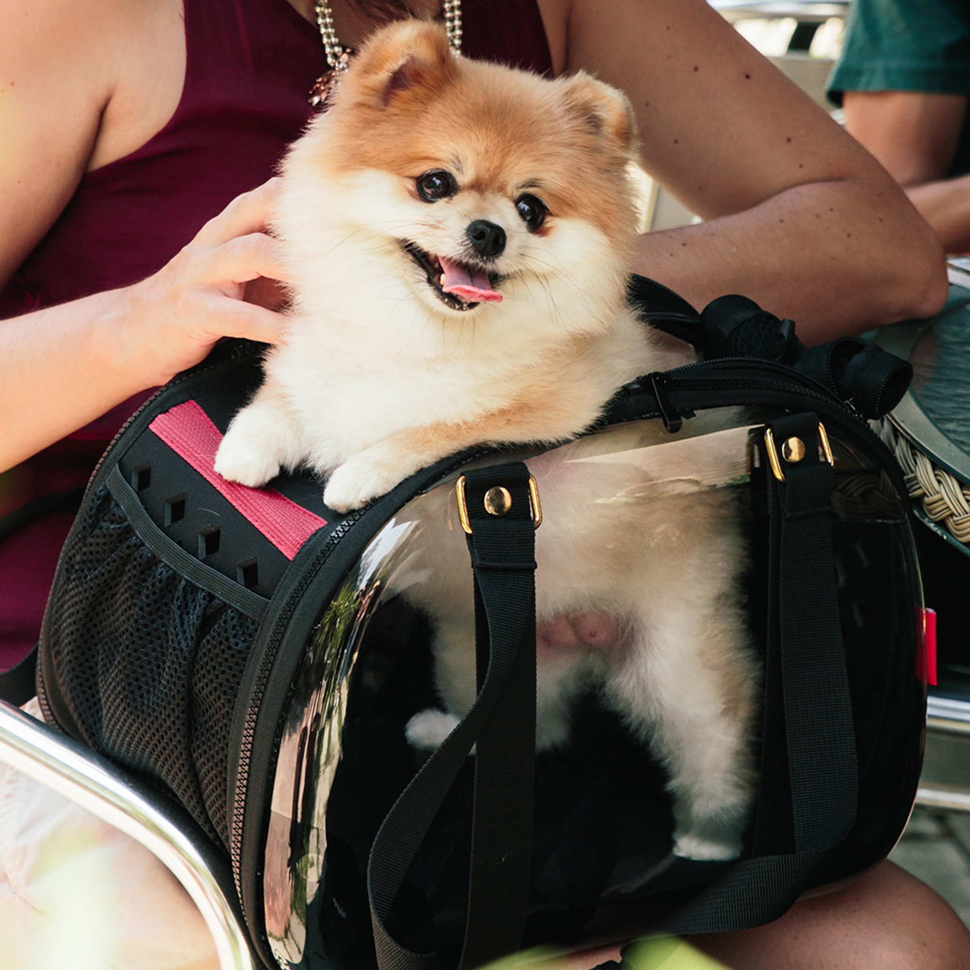 Pet Hardshell Travel Carrier – Transparent Black - 5