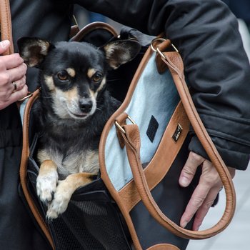 InnoPet® Traveller Urban - Svart/brun/blå
