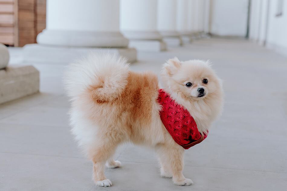 B&B dog chimney scarf JOY Mustard - 6
