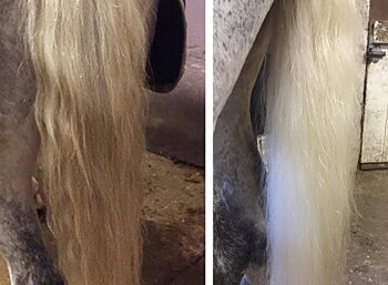 Whitening Shampoo WildWash for Horses 300ml